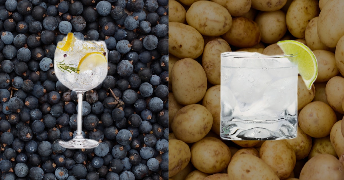 gin vs vodka depicted by a glass of gin in front of juniper berries and a glass of vodka in front of potatoes